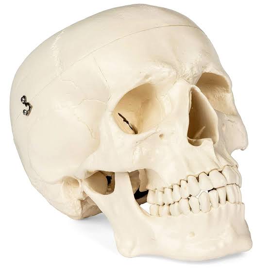 Human Anatomy Skull Models